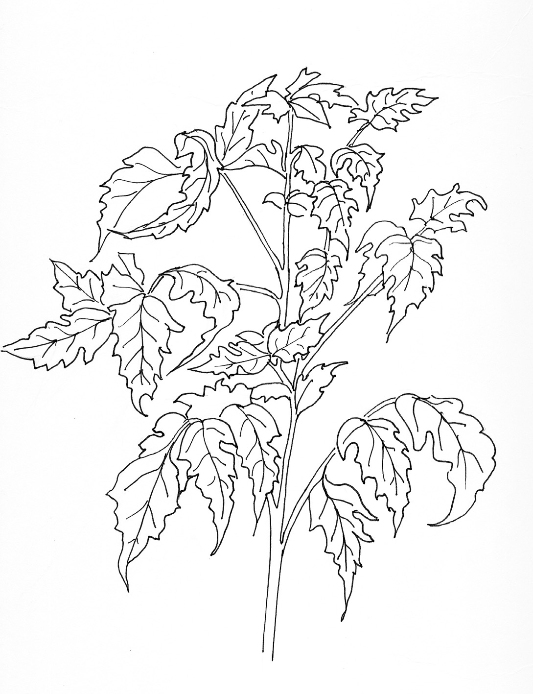 SOLANUM LYCOPERSICUM L.  L. - pomodoro